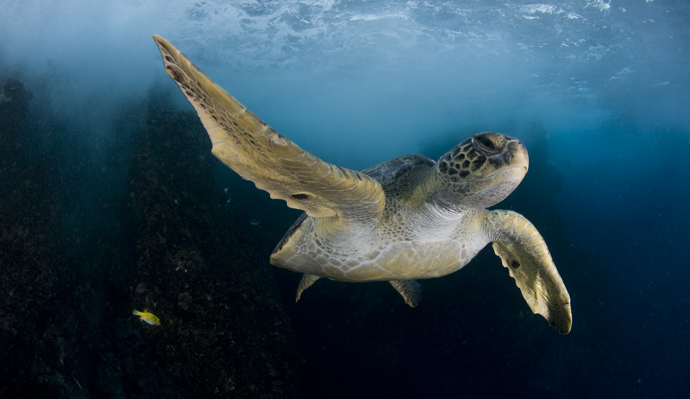 1.3.P.11 Pristine Seas National Geographic NGSPS2009COC Cr Enric Sala COCOS3398[1]